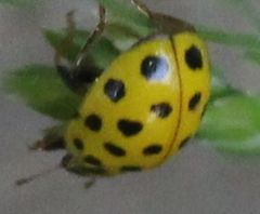 Psyllobora vigintiduopunctata