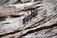 Myrmophyma