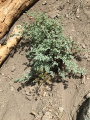 Lomatium rigidum