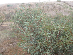 Acacia notabilis