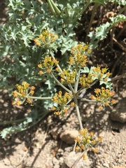 Lomatium rigidum
