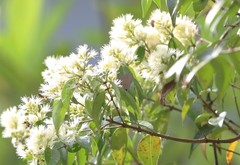 Rapala pheretima sequeira