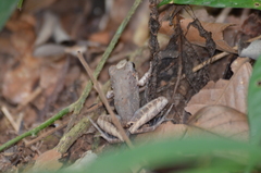 Craugastor fitzingeri