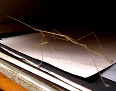 Schizocephala bicornis