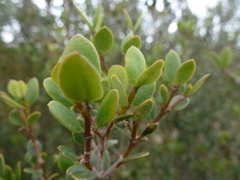 Alyxia buxifolia
