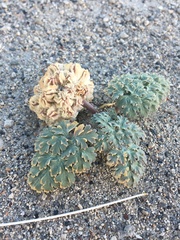 Cymopterus globosus