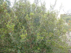 Alyxia buxifolia