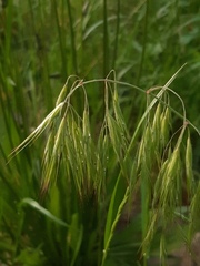 Bromus tectorum