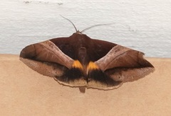 Bastilla fulvotaenia