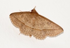 Hypospila creberrima