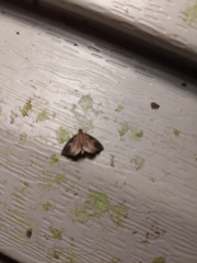 Perispasta caeculalis