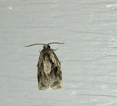 Archips grisea