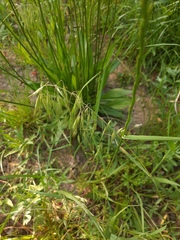 Bromus tectorum