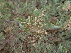 Chenopodium parabolicum