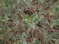 Chenopodium parabolicum