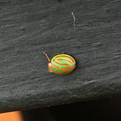 Hemisphaerius interclusus