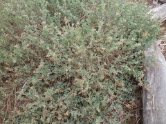 Chenopodium parabolicum