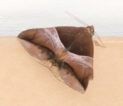 Bastilla fulvotaenia