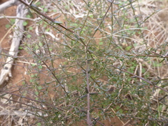 Westringia rigida