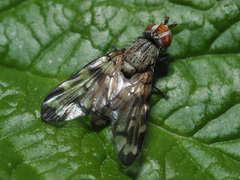 Otitinae