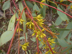 Eucalyptus socialis