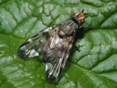 Otitinae