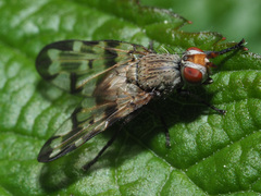 Otitinae