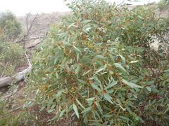 Eucalyptus socialis