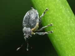 Ceutorhynchus constrictus