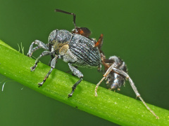 Ceutorhynchus constrictus