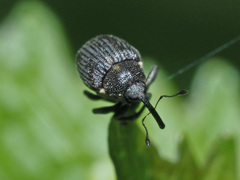 Ceutorhynchus constrictus