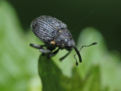 Ceutorhynchus constrictus