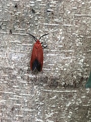 Phauda flammans