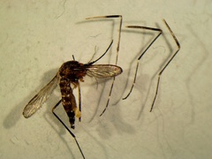 Aedes koreicus