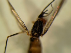 Aedes koreicus
