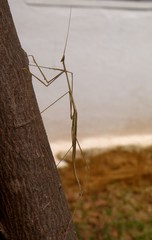 Schizocephala bicornis