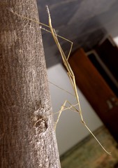 Schizocephala bicornis