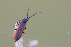 Omalisus fontisbellaquei