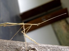 Schizocephala bicornis