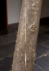 Schizocephala bicornis