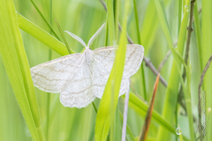 Perconia strigillaria