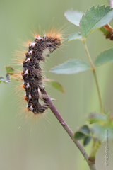 Euproctis chrysorrhoea