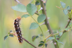 Euproctis chrysorrhoea