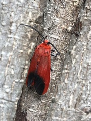 Phauda flammans