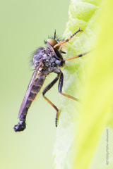 Neoitamus cothurnatus