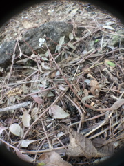 Tripogandra serrulata