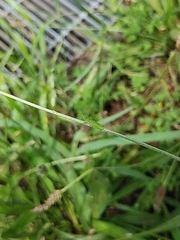 Atractomorpha lata