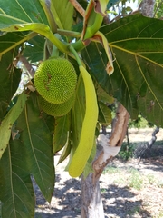 Artocarpus