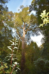 Lagarostrobos franklinii