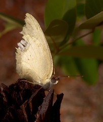 Catopsilia pomona